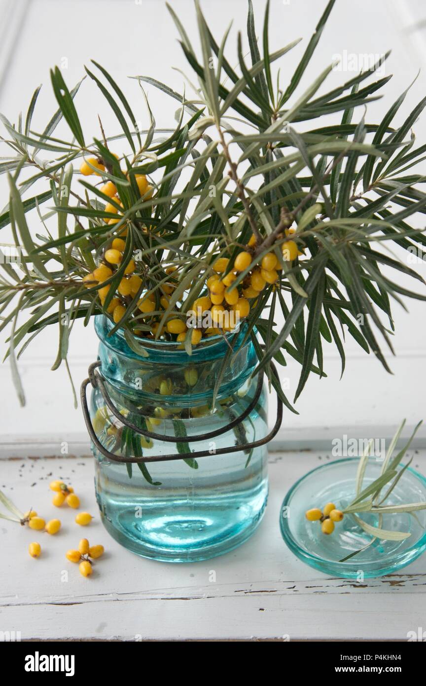 Sprigs of sea buckthorn in a glass jar Stock Photo
