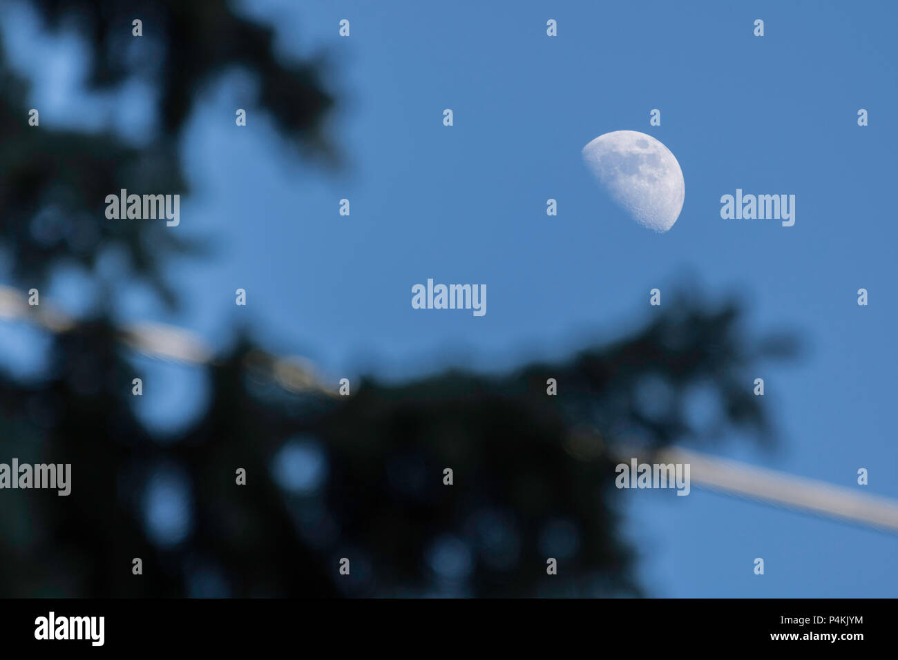 Half moon on a clear sky over trees, Mississauga, Ontario, Canada Stock Photo
