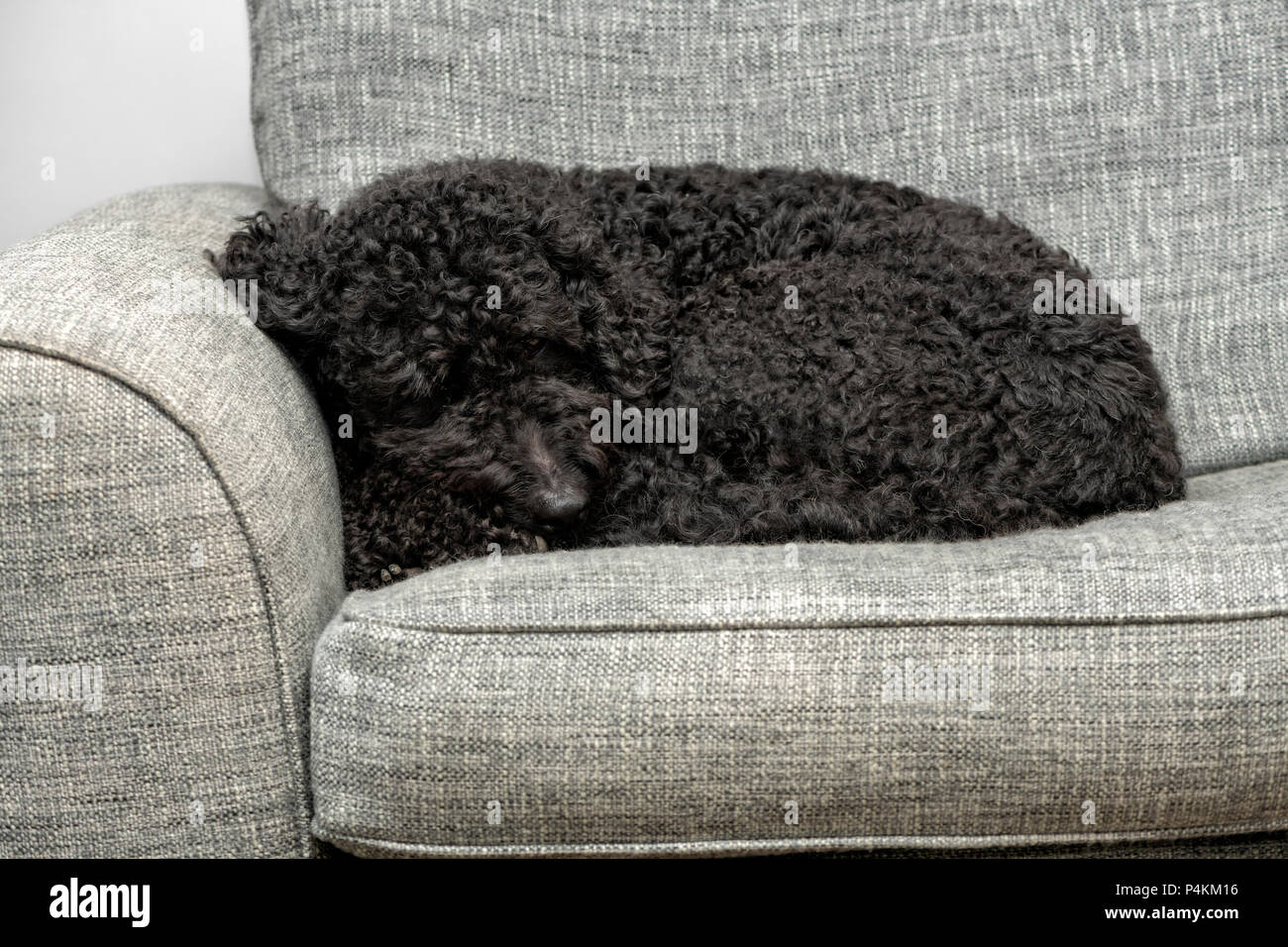 Cute black Labradoodle curled up asleep on a grey armchair Stock Photo