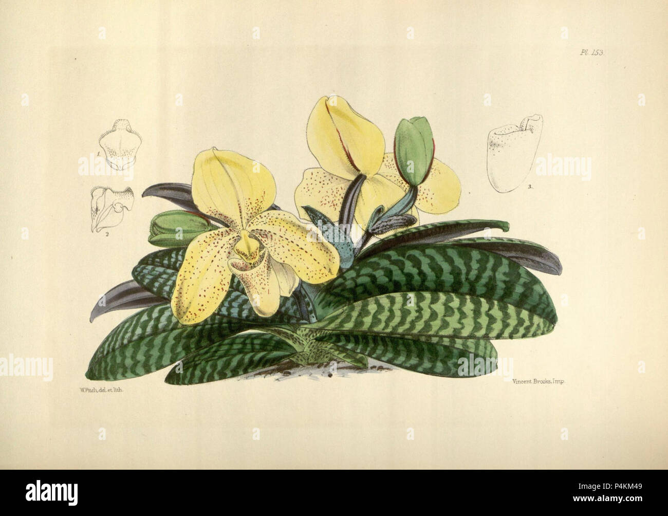 153 A second century of orchidaceous plants (8361566560). Stock Photo