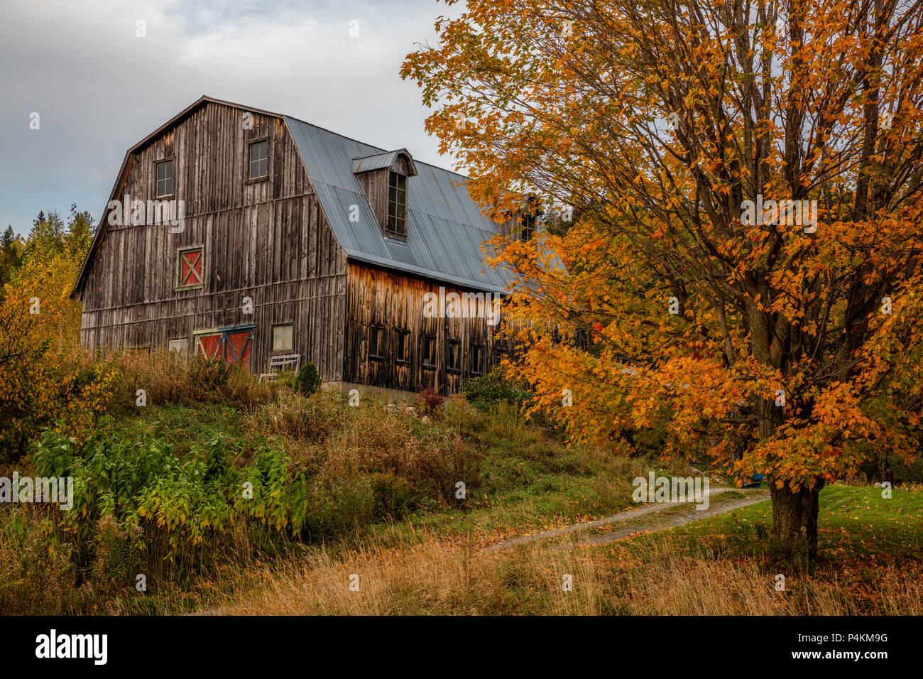 Maple tree and barn in autumn, East Charleston, Vermont Stock Photo Alamy