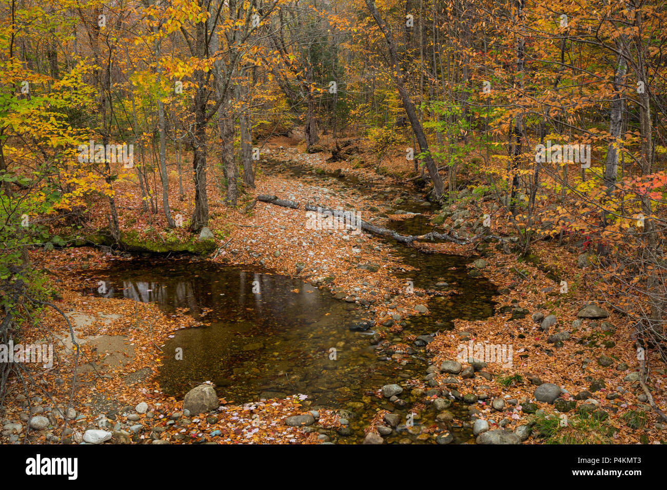 Autumn foliage along Wright Brook, Newry, Maine Stock Photo