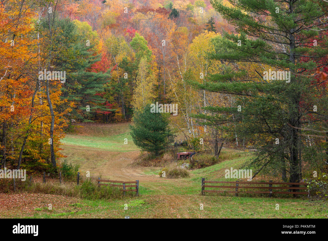 Path leading into autumn foliage, Newry, Maine Stock Photo