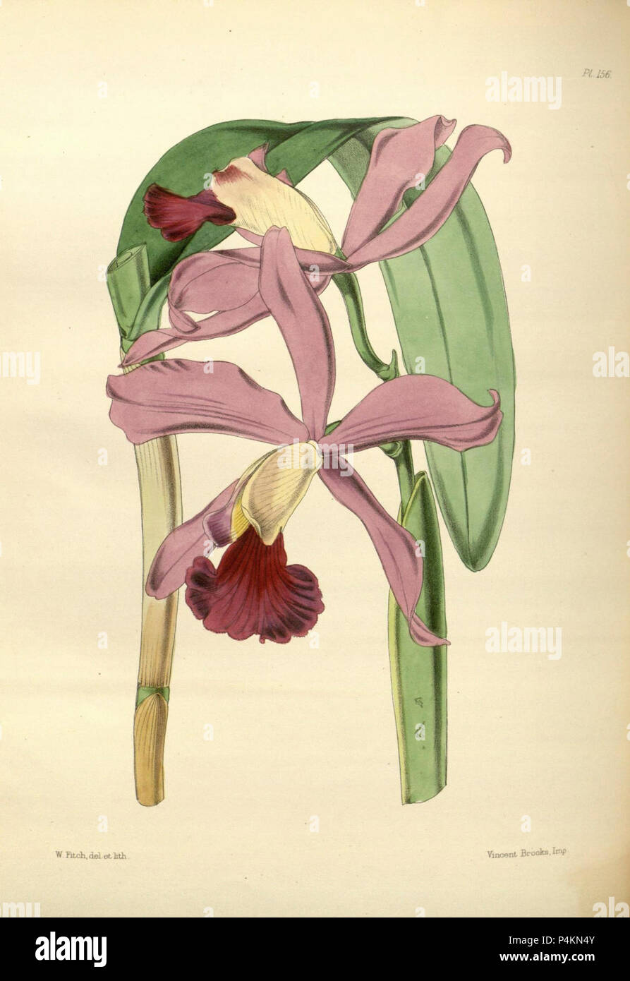 156 A second century of orchidaceous plants (8360505109). Stock Photo