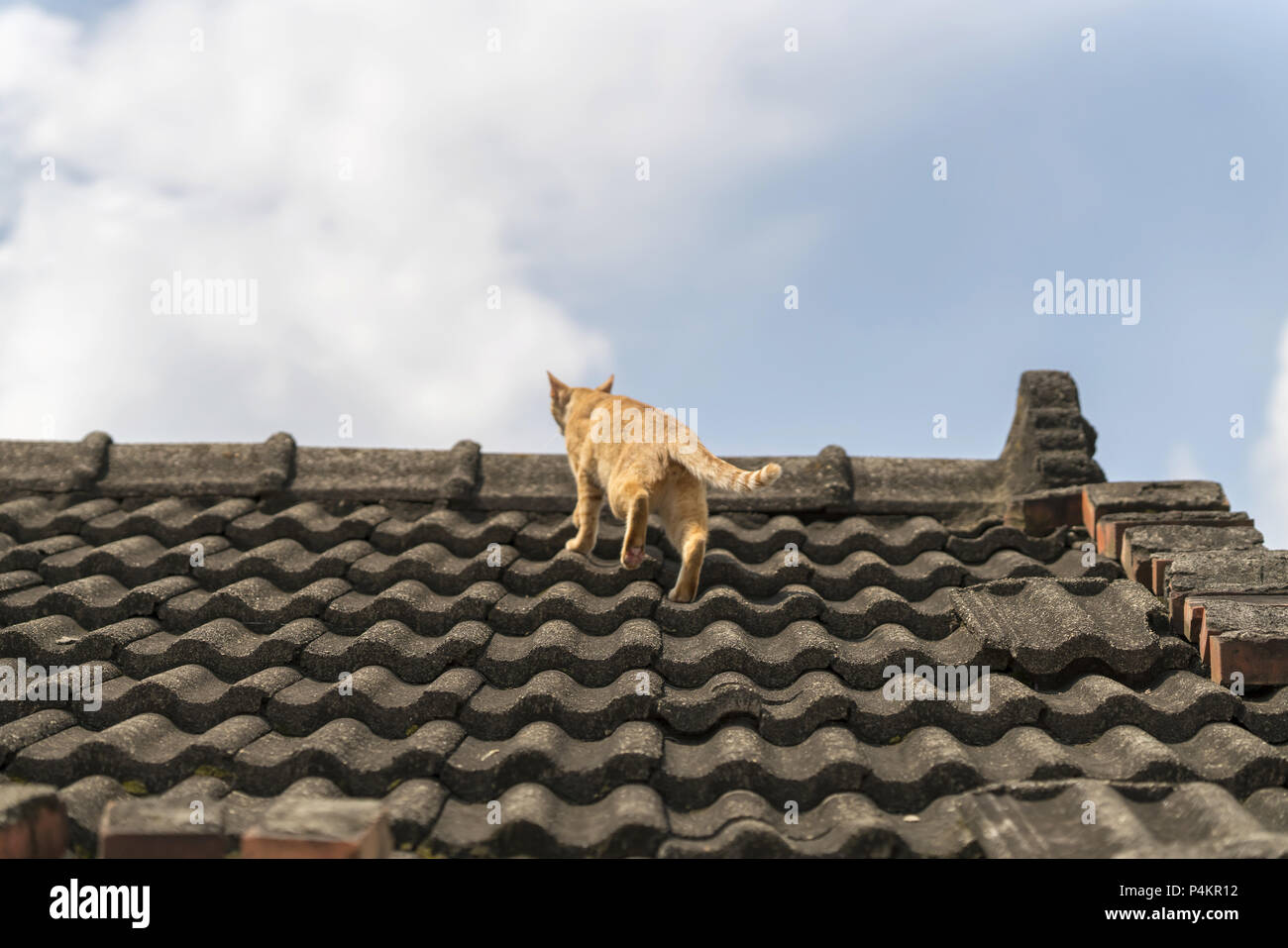 Mesa cat hires stock photography and images Alamy