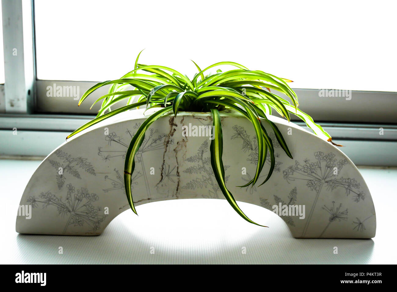 Small potted tree close hi res stock photography and images Alamy