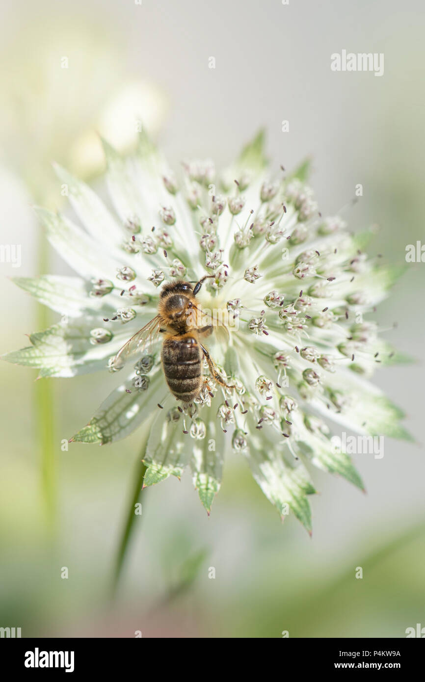 Close-up image of a honey bee collecting pollen from a white, summer Astrantia flower also known as Masterwort or Hattie's pincushion Stock Photo