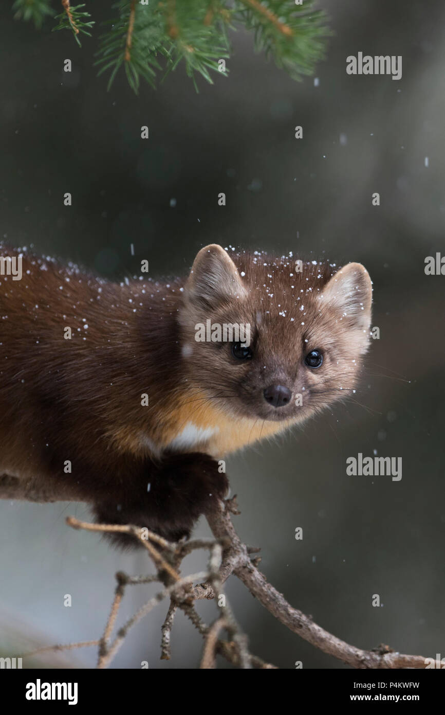 Pine Marten / Baummarder / Fichtenmarder ( Martes americana ) in winter, close-up of a curious young animal climbing in a tree, Yellowstone NP, USA. Stock Photo