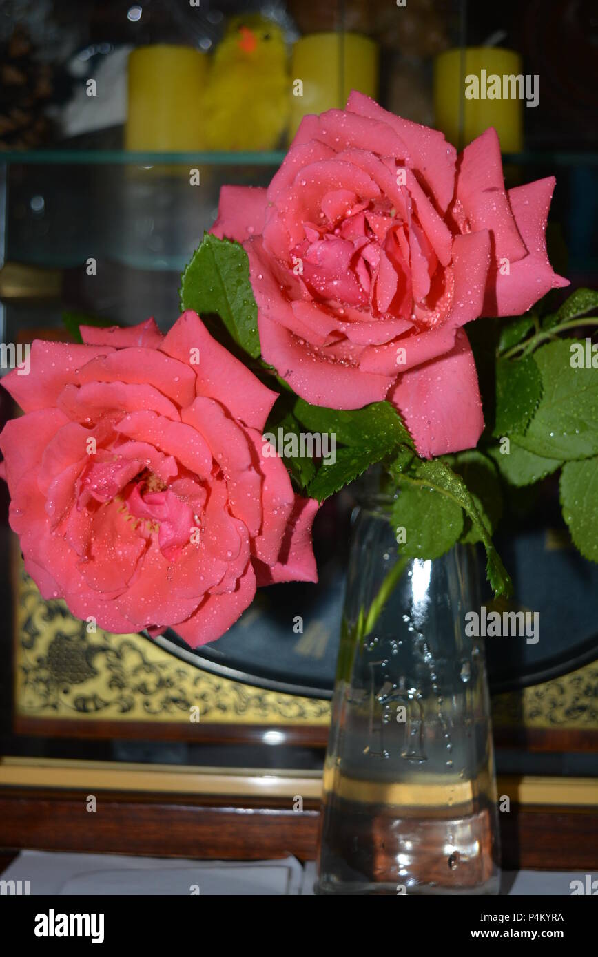 Beautiful, recently plucked pink rose buds stand in a glass transparent ...