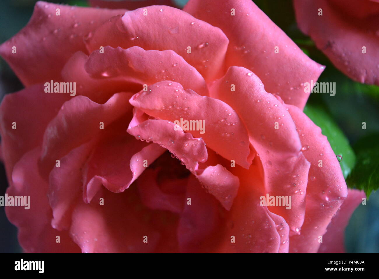 Beautiful, freshly plucked pink rose buds and covered in water droplets ...