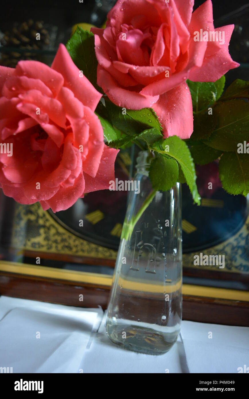 Beautiful, recently plucked pink rose buds stand in a glass transparent ...