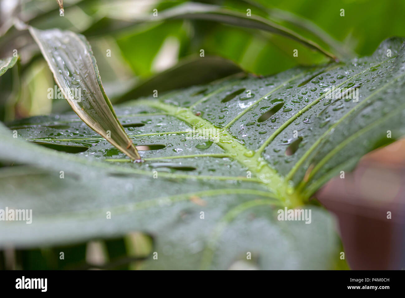 Rain drops on green leaves Stock Photo