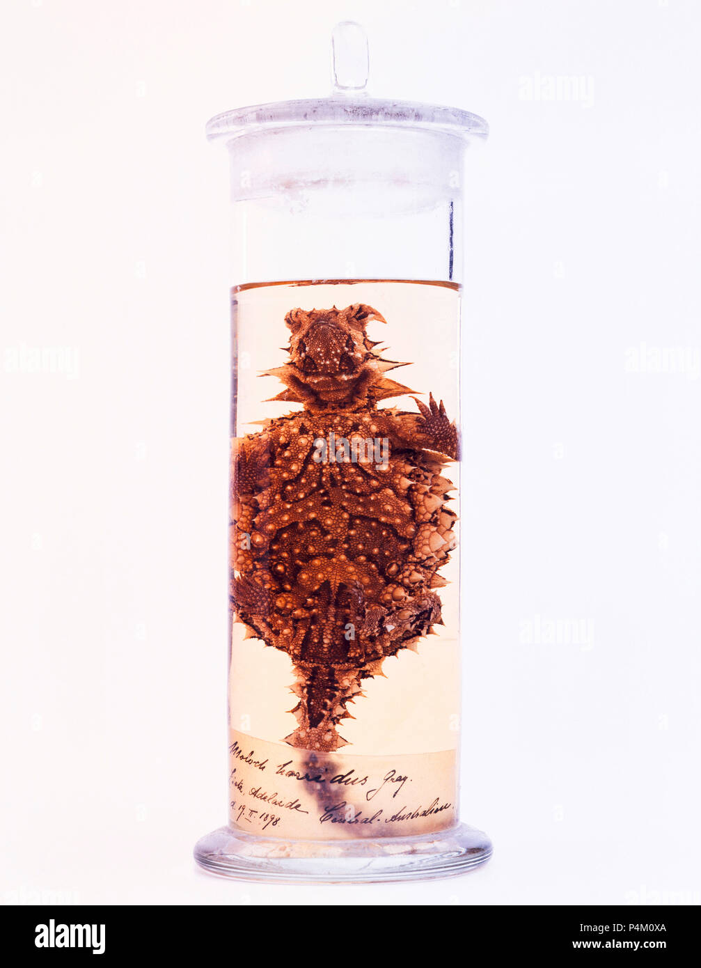 Formalin jar hires stock photography and images Alamy