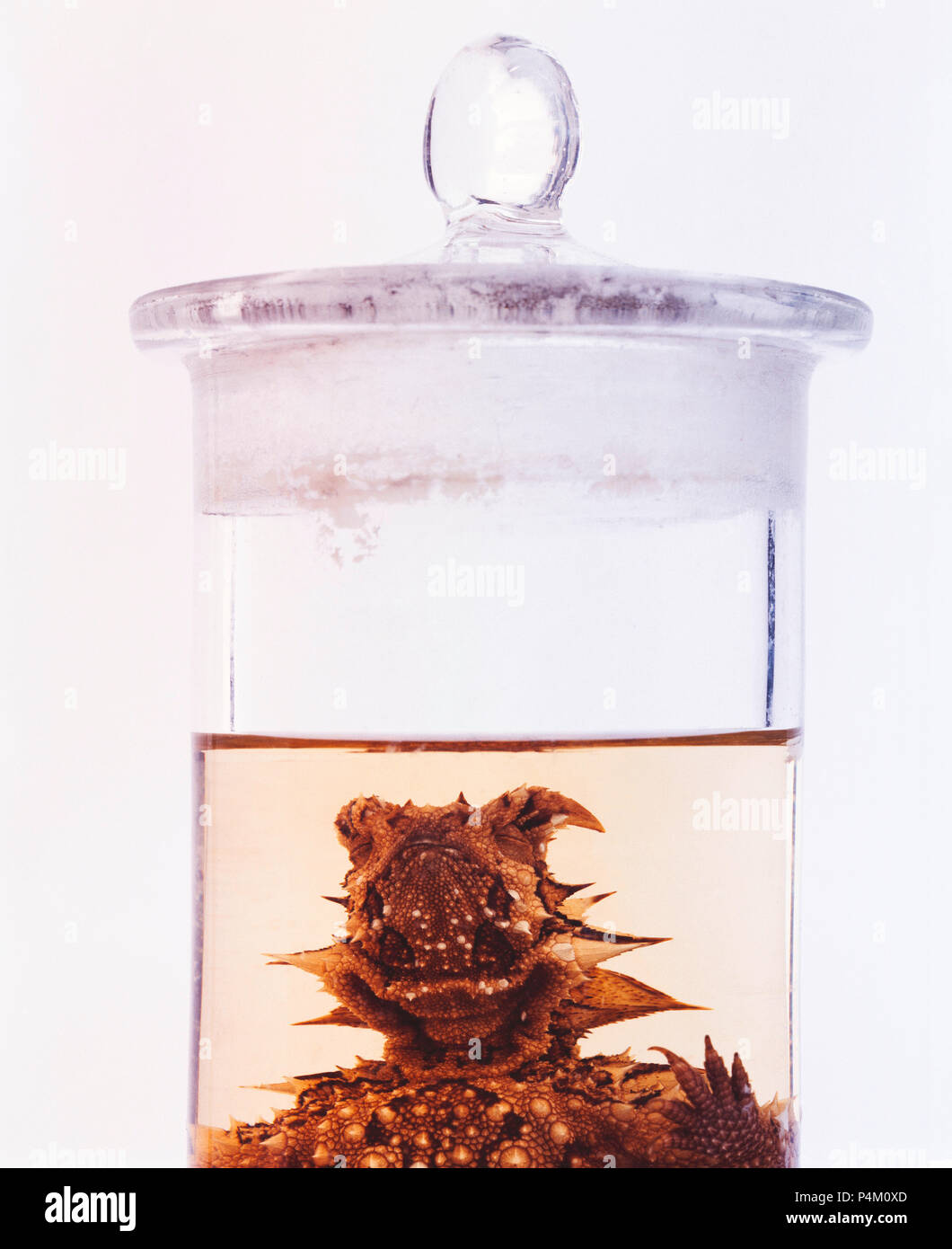 Formalin Jar High Resolution Stock Photography And Images Alamy