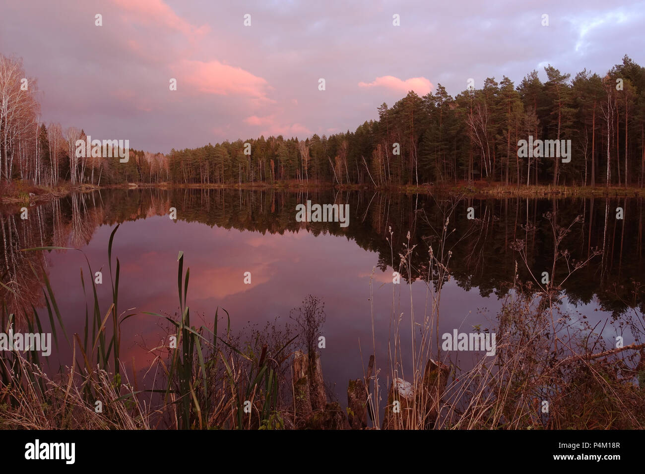 Beautiful forest lake hi-res stock photography and images - Alamy