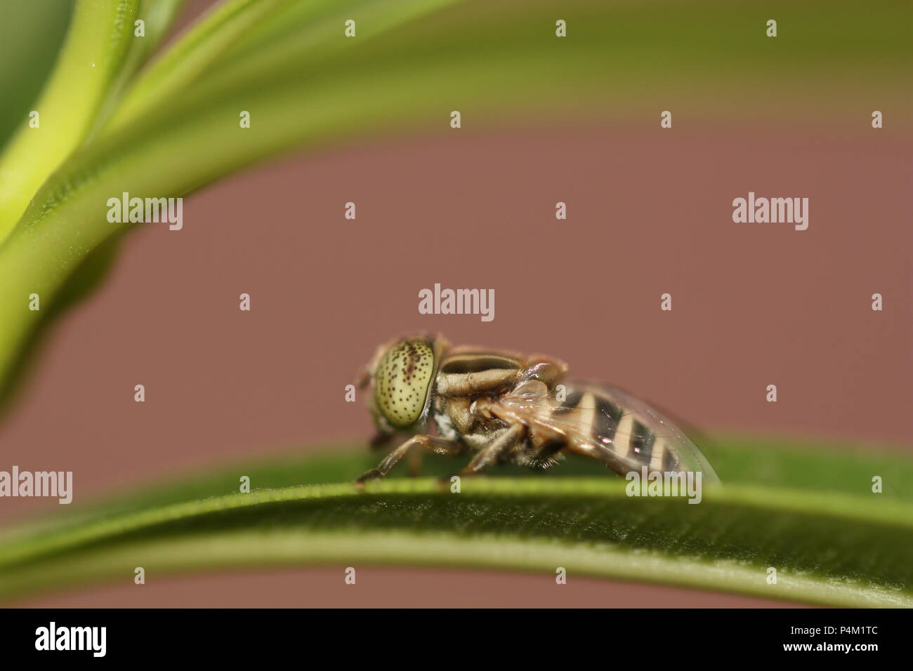 Eastern honey bee hi-res stock photography and images - Alamy