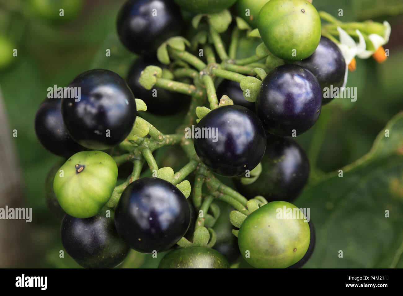 garden huckleberry, Solanum melanocerasum Stock Photo