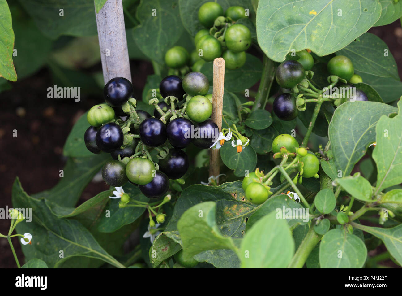 garden huckleberry, Solanum melanocerasum Stock Photo
