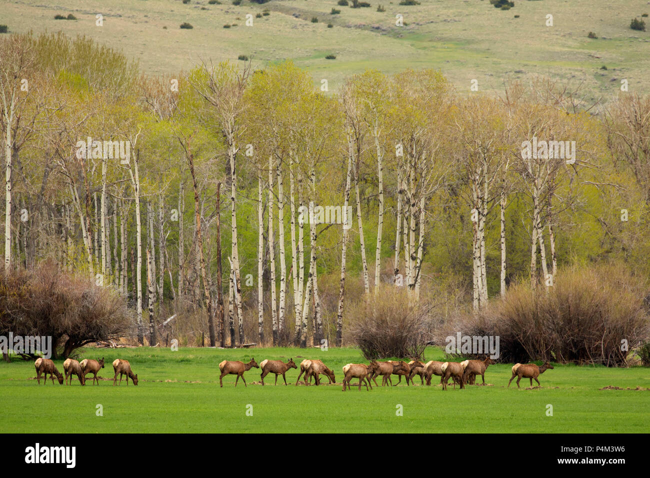 Elk herd in Boulder Valley, Jefferson County, Montana Stock Photo