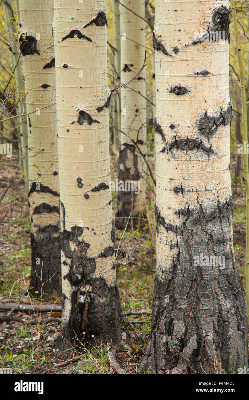 Mount haggin wildlife management area hi-res stock photography and ...