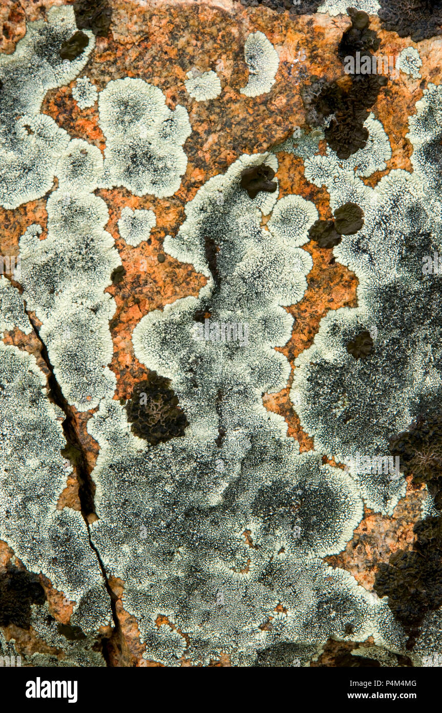 Encrusting lichen near Priest Pass, Helena National Forest, Montana Stock Photo