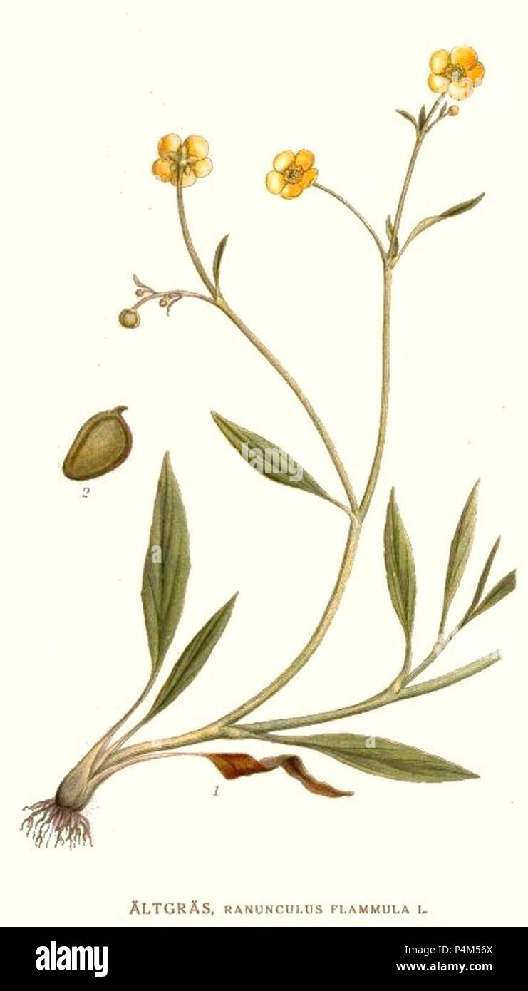 164 Ranunculus flammula. Stock Photo