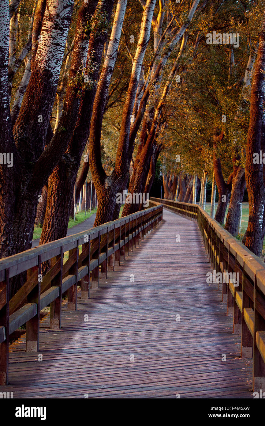 Wooden bridge with tree alley on wooden planks at autumn sunset Stock Photo