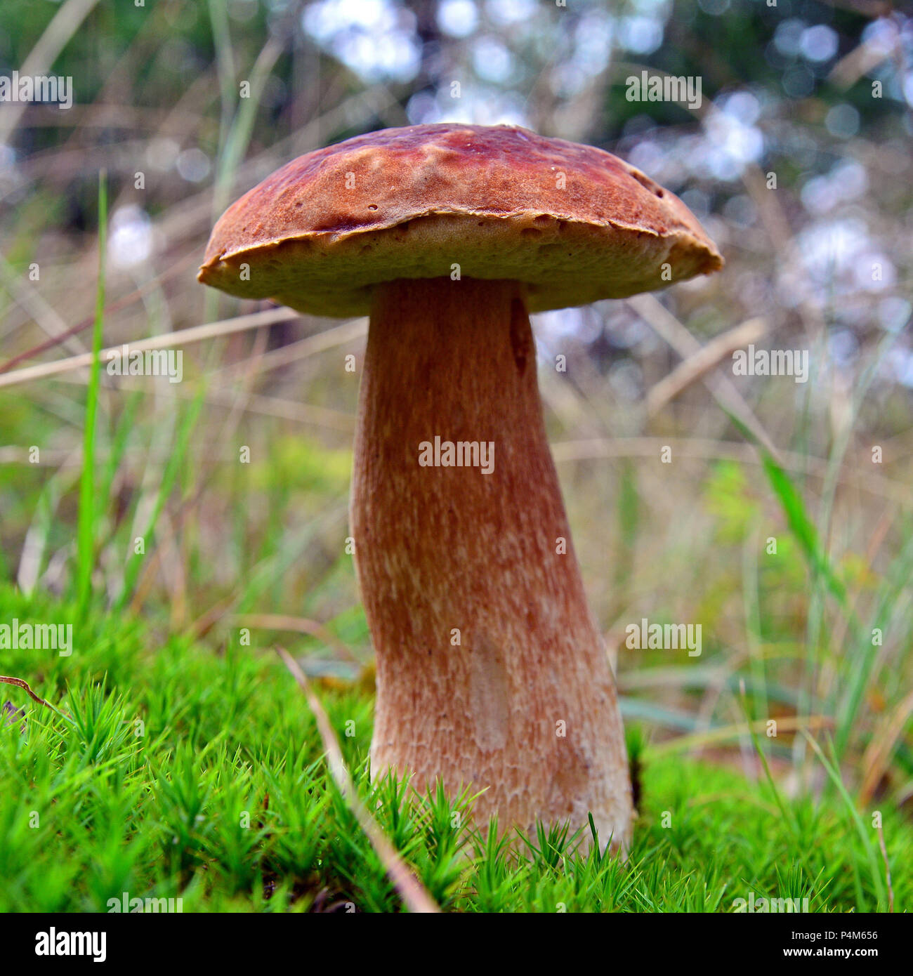 Meni eshak bilan sikmang