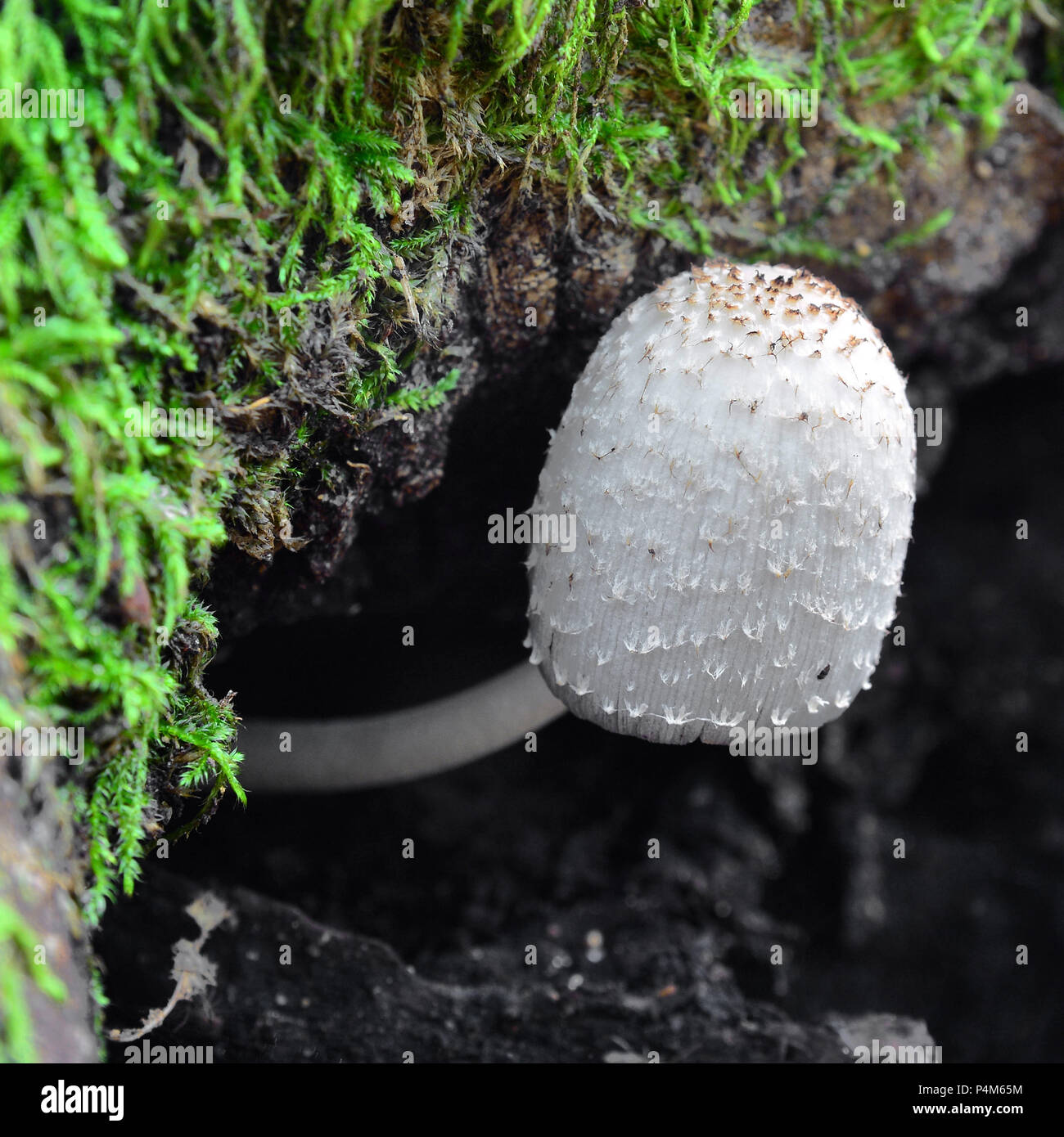 coprinus comatus mushroom on the ground Stock Photo