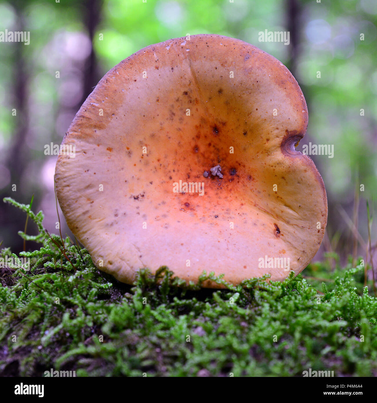 edible lactarius volemus mushroom in the woods Stock Photo