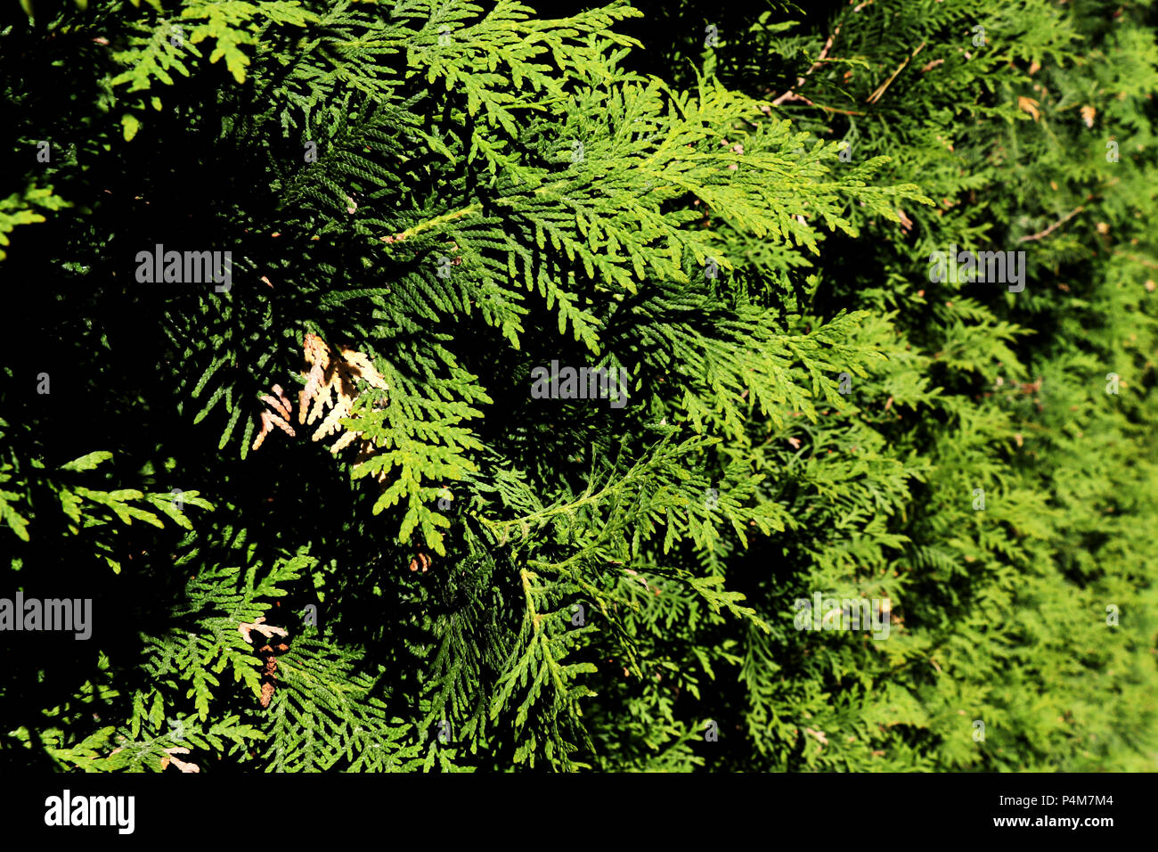 Closeup close up branch hi-res stock photography and images - Alamy