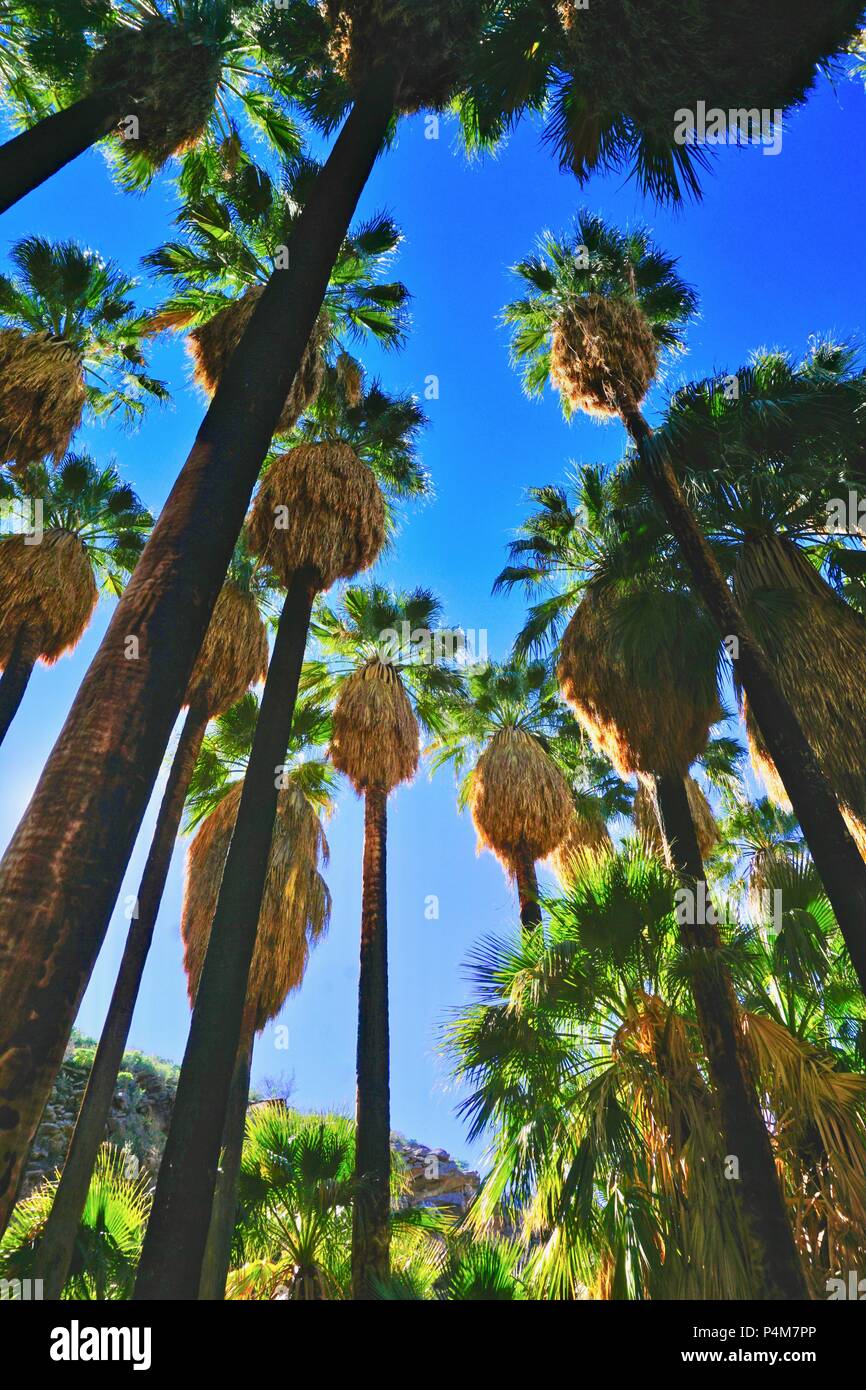 Upwards view of tall palm trees from Indian Canyon in Palm Springs, California Stock Photo