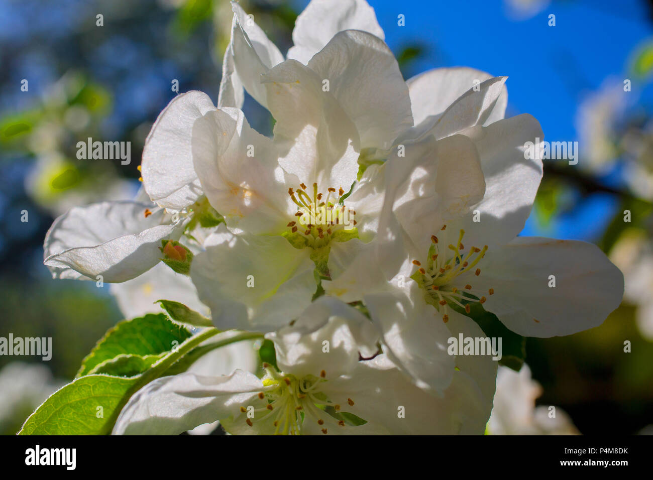 Apple Blossoms, Eastern Townships, Iron hill, Quebec, Canada Stock Photo