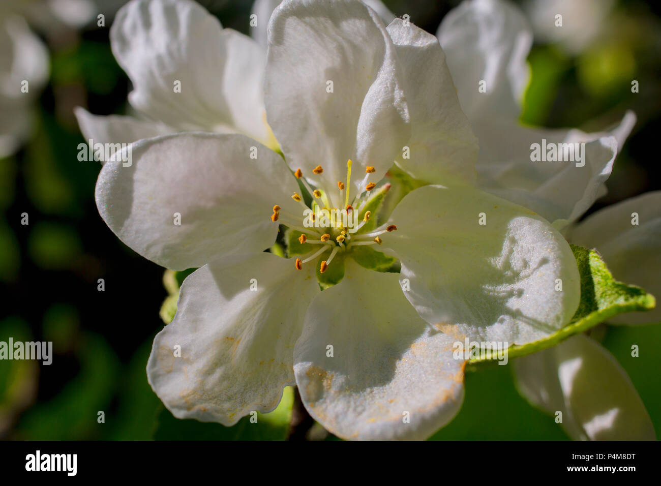 Apple Blossoms, Eastern Townships, Iron hill, Quebec, Canada Stock Photo