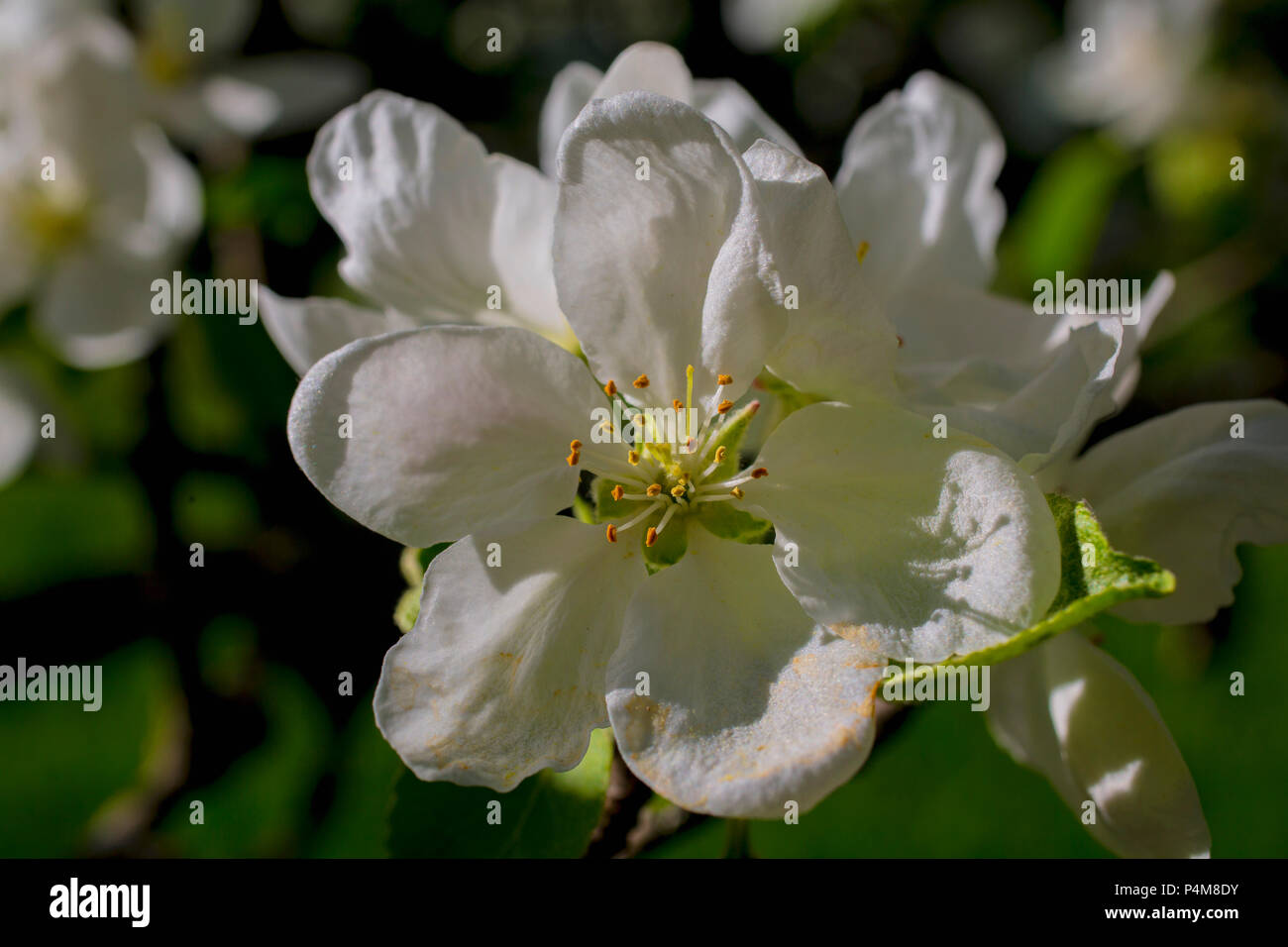 Apple Blossoms, Eastern Townships, Iron hill, Quebec, Canada Stock Photo