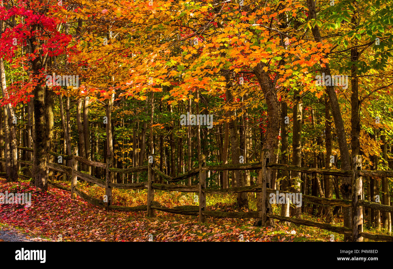 Autumn wood with rail fence, Sutton, Quebec, Canada Stock Photo