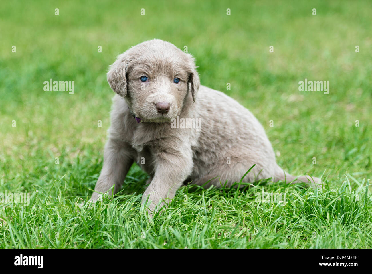 Longhair Weimaraner, puppy, Weimaraner longhaired, sitting in the grass Stock Photo