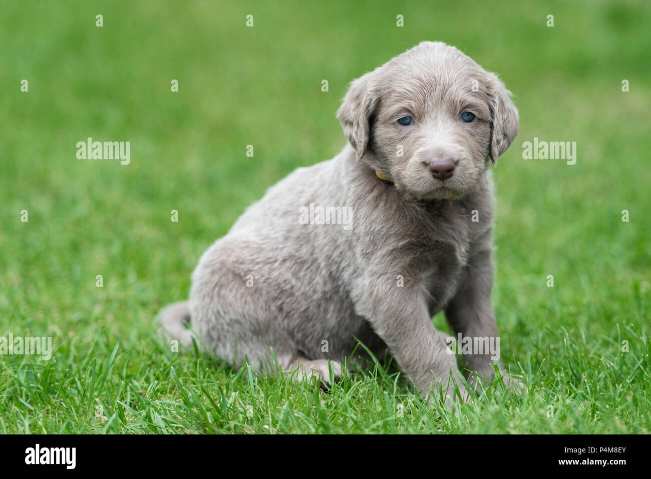Longhair Weimaraner, puppy, Weimaraner longhaired, sitting in the grass Stock Photo
