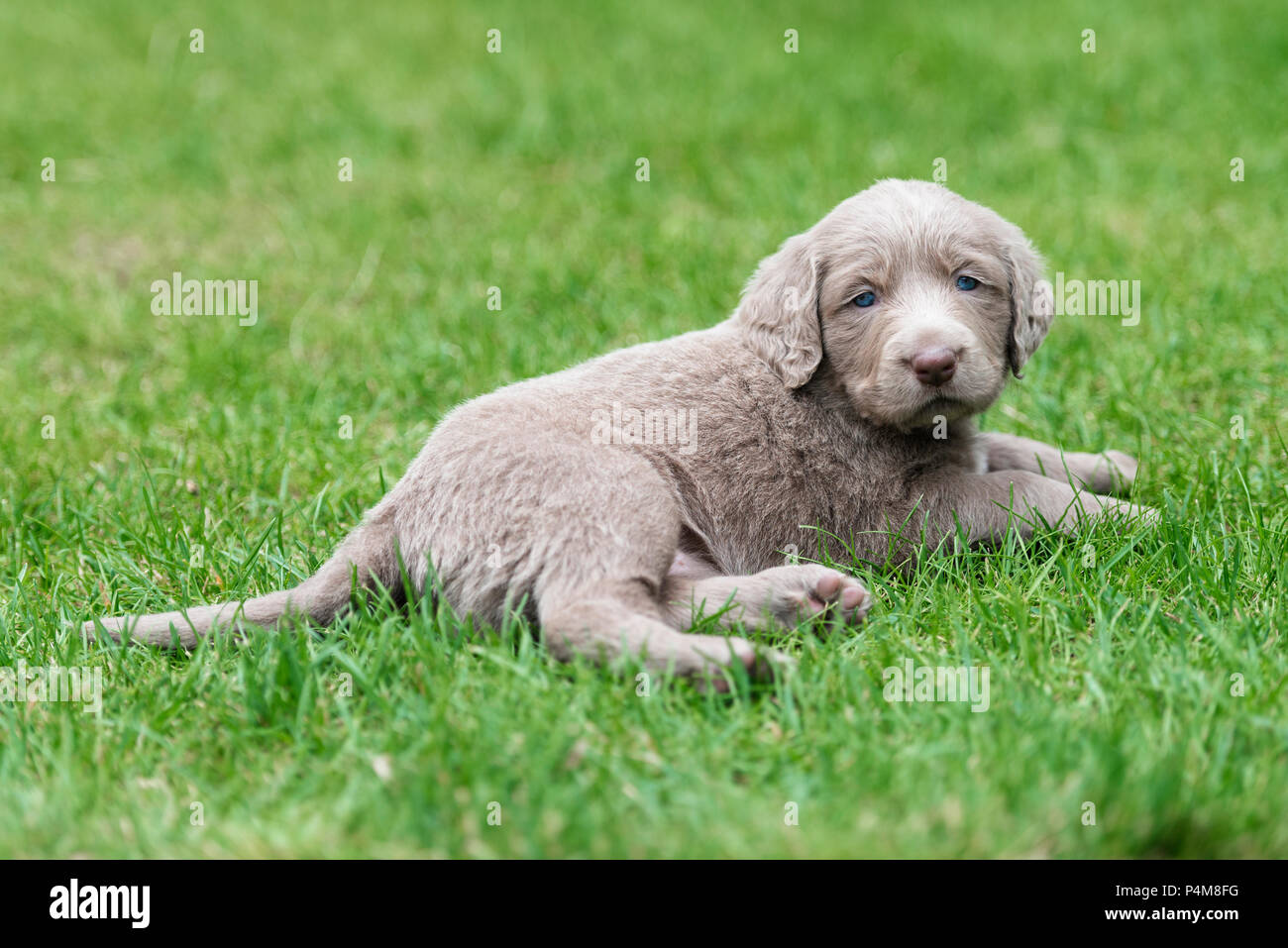 Longhair Weimaraner, puppy, Weimaraner longhaired, lies in the grass Stock Photo