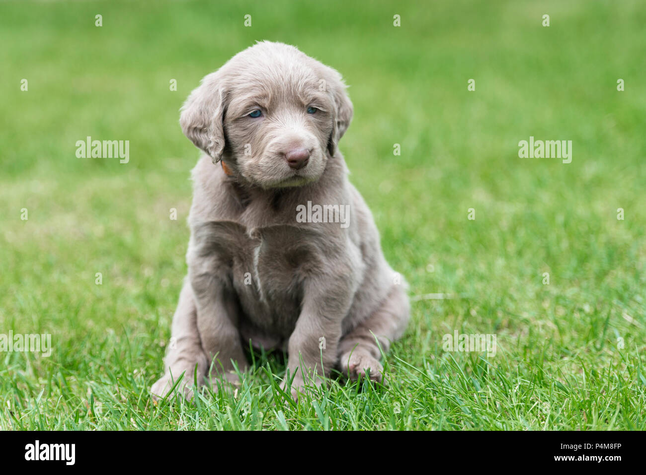Longhair Weimaraner, puppy, Weimaraner longhaired, sitting in the grass  Stock Photo - Alamy