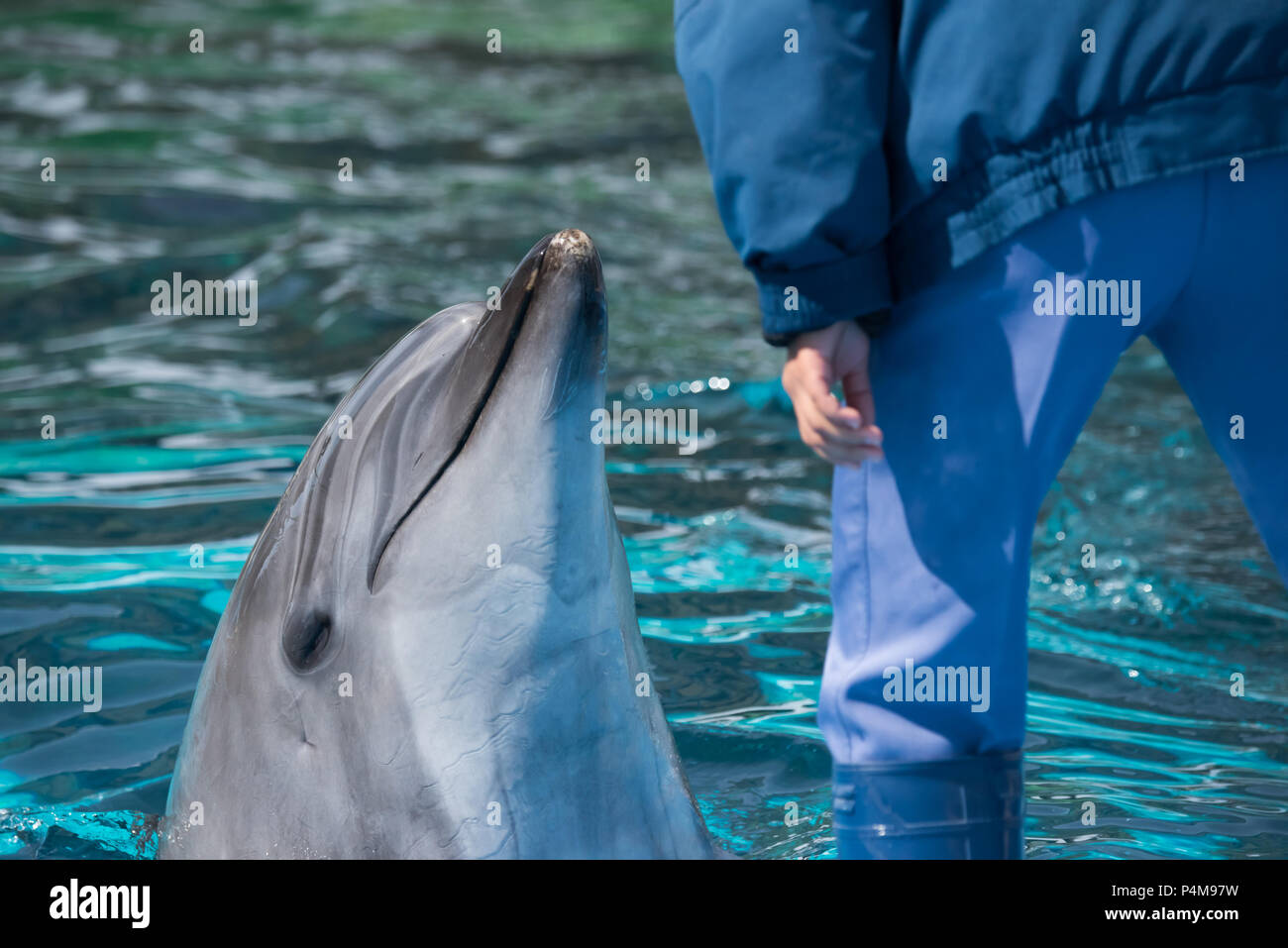 A Bottlenose Dolphin interacts with its trainer at the Port of Nagoya Public Aquarium in Nagoya, Japan. Stock Photo