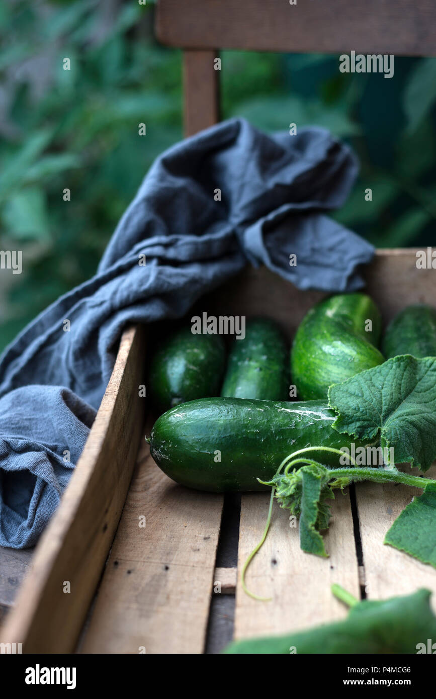 Freshly harvested cucumbers (cucumis sativus) with leaves in a wooden crate Stock Photo