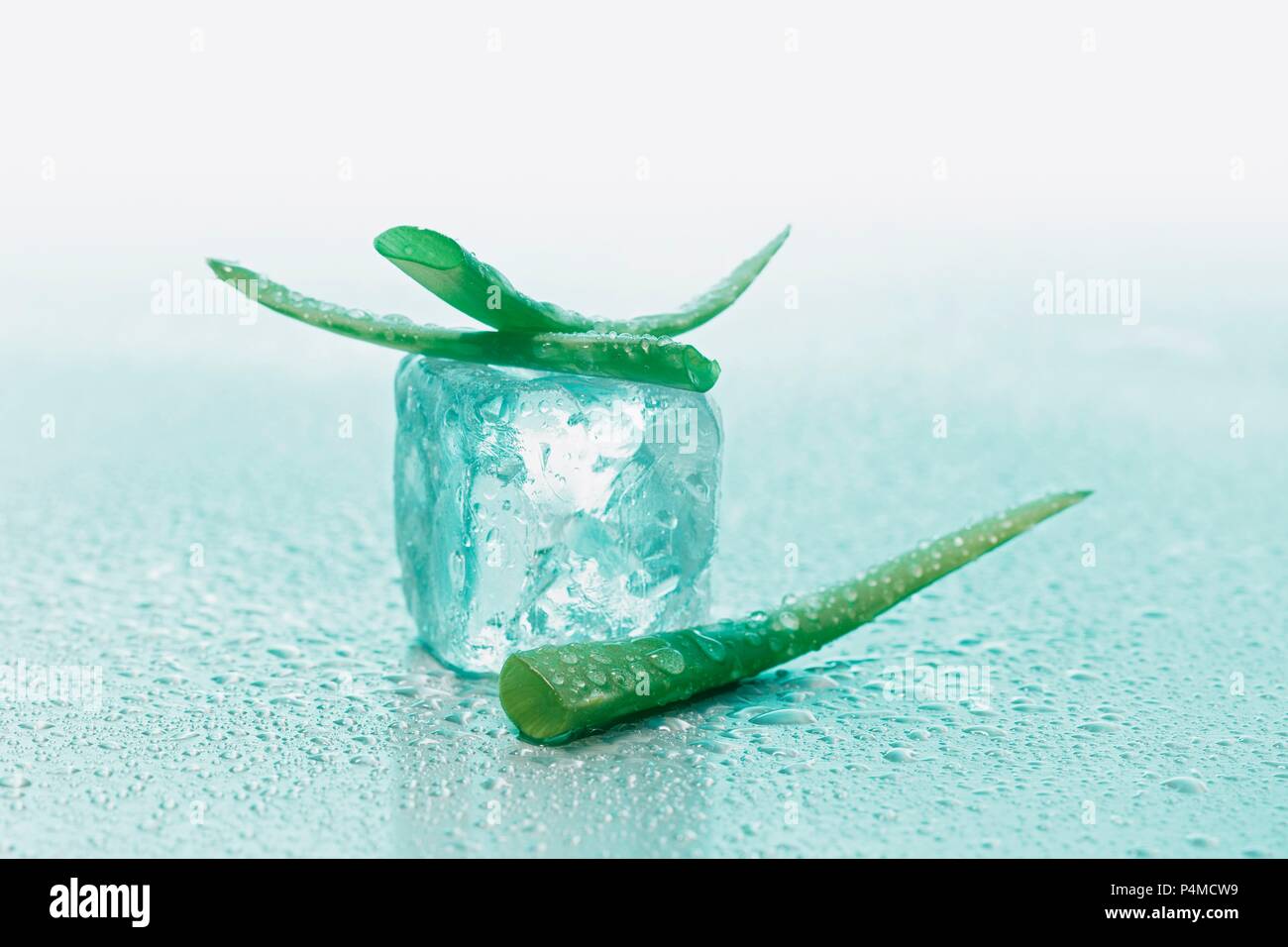 Aloe vera with ice cubes Stock Photo