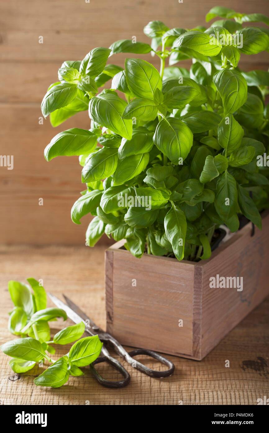 Fresh basil in a wooden crate Stock Photo - Alamy