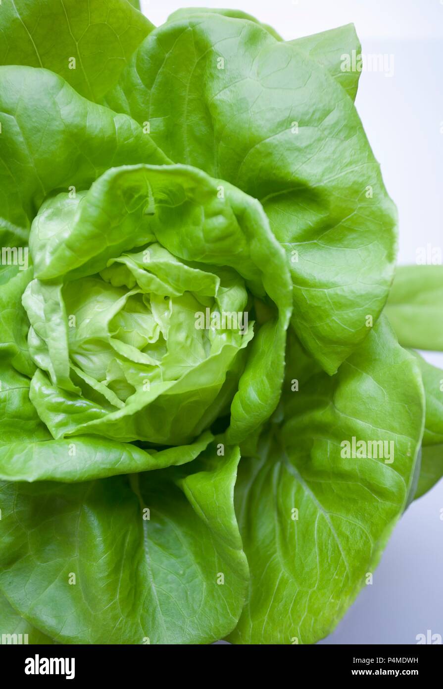 Bibb lettuce hires stock photography and images Alamy