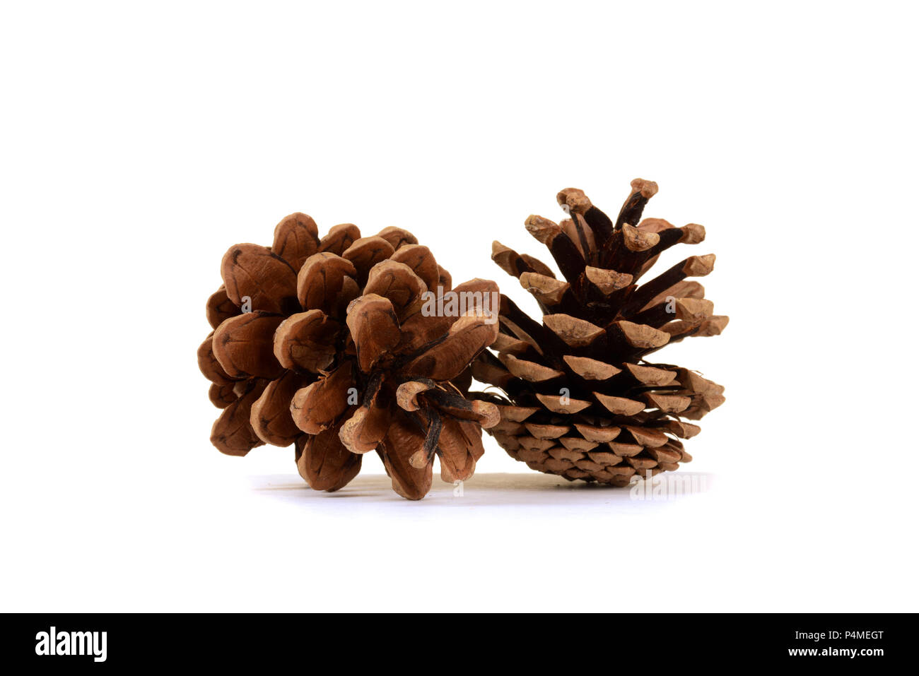 Scots pine cones Cut Out Stock Images & Pictures Alamy