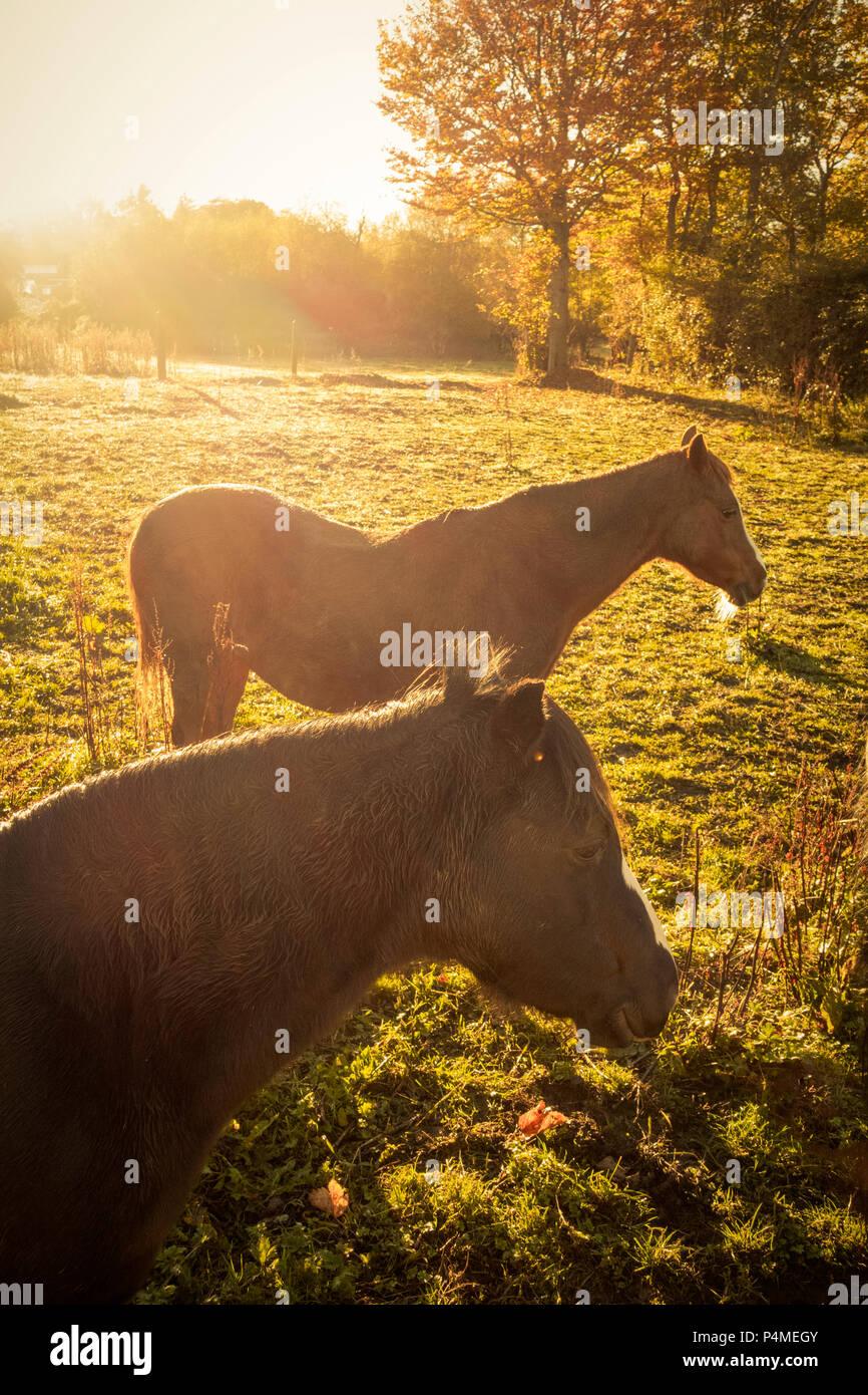 Two ponies in a field with the sunlight behind. Stock Photo