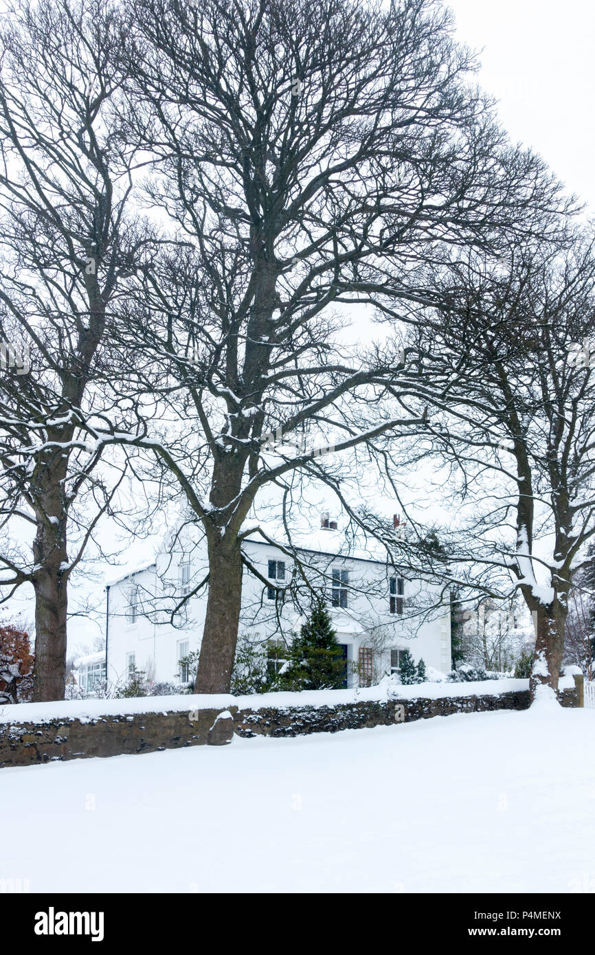 Large old white painted detached house surrounded by tall trees in