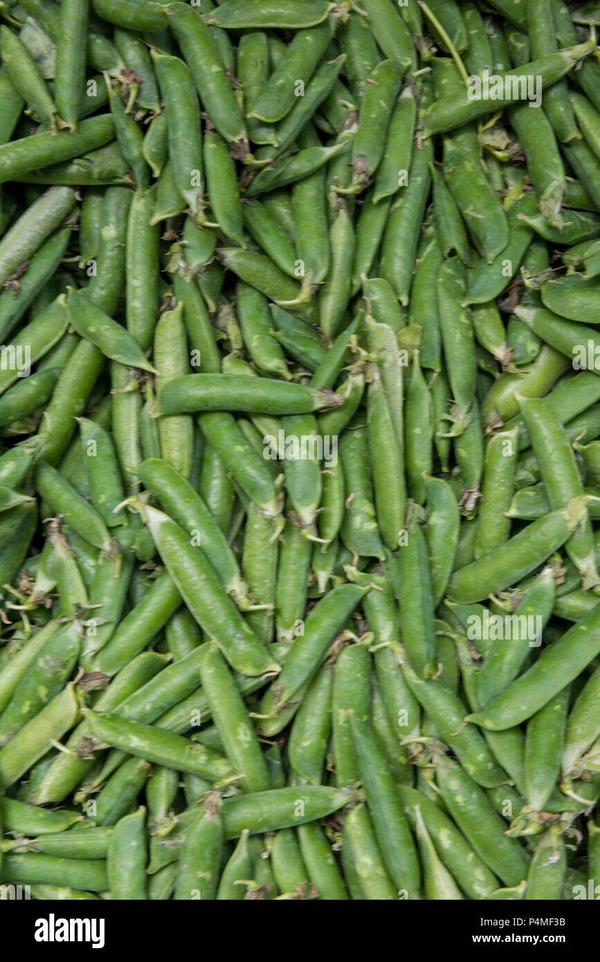 fresh garden peas in pods. Stock Photo