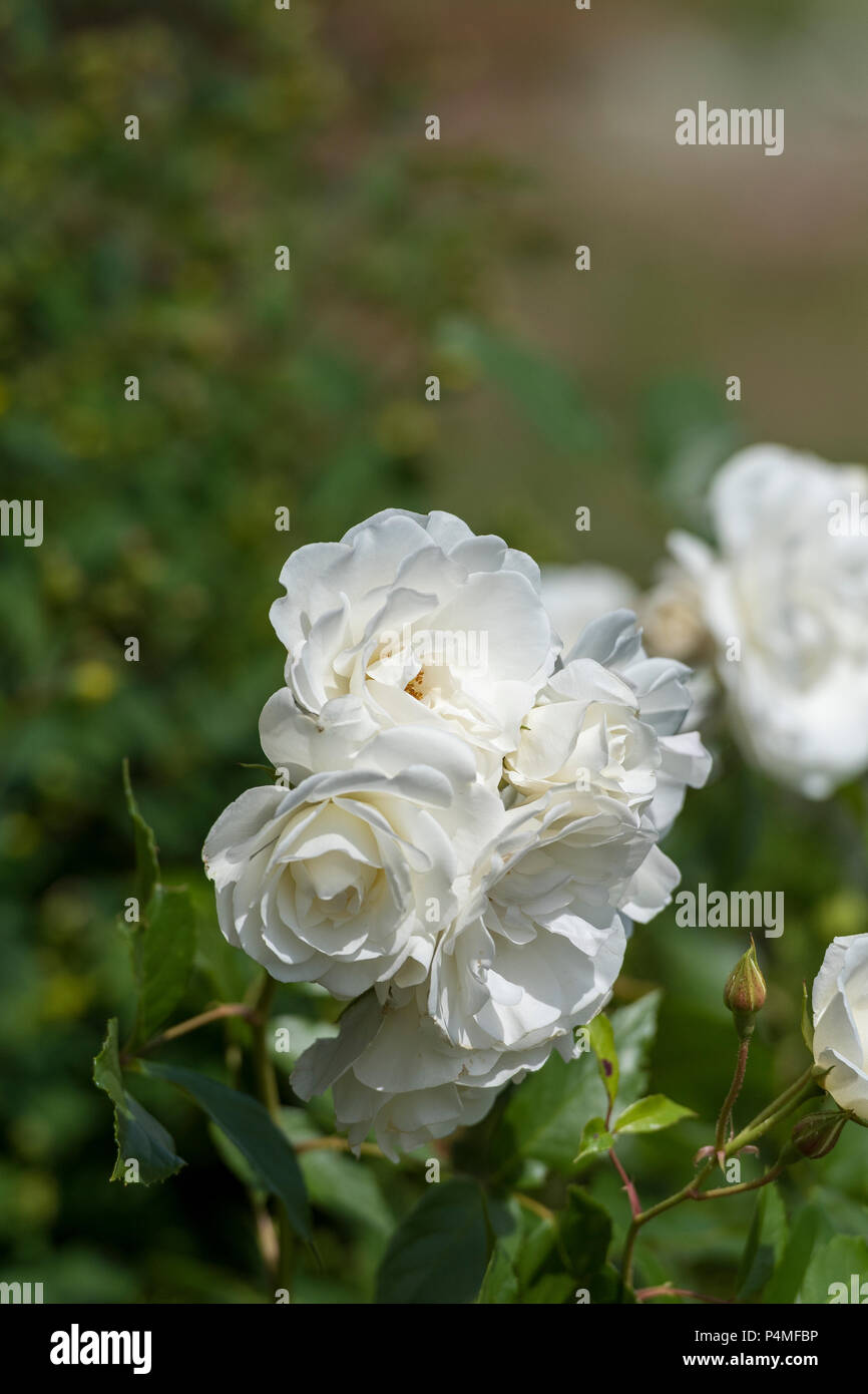 Rosebush thorns hires stock photography and images Alamy